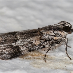 Spectrotrota fimbrialis at Melba, ACT - 15 Nov 2024 11:11 PM