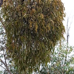 Amyema miquelii (Box Mistletoe) at Gundary, NSW - 17 Nov 2024 by Aussiegall