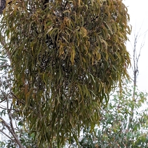 Amyema miquelii at Gundary, NSW - 17 Nov 2024 02:09 PM