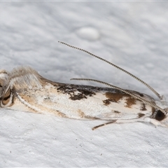 Erechthias mystacinella (Tineidae) at Melba, ACT - 15 Nov 2024 by kasiaaus