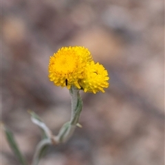 Chrysocephalum apiculatum (Common Everlasting) at Gundary, NSW - 17 Nov 2024 by Aussiegall