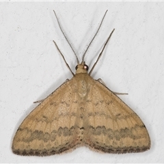 Scopula rubraria (Reddish Wave, Plantain Moth) at Melba, ACT - 15 Nov 2024 by kasiaaus