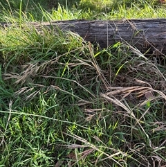 Bromus diandrus (Great Brome) at Aranda, ACT - 18 Nov 2024 by lbradley