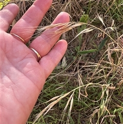 Bromus diandrus at Aranda, ACT - 18 Nov 2024 06:08 PM