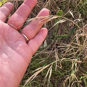 Bromus diandrus at Aranda, ACT - 18 Nov 2024