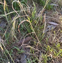 Bromus diandrus at Aranda, ACT - 18 Nov 2024