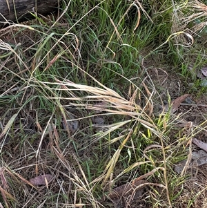 Bromus diandrus at Aranda, ACT - 18 Nov 2024 06:08 PM