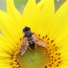 Eristalis tenax (Drone fly) at Unanderra, NSW - 19 Dec 2016 by PaperbarkNativeBees