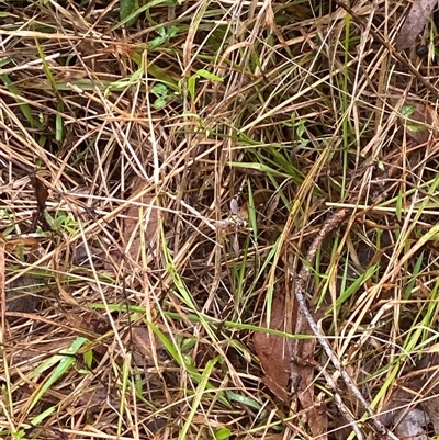 Apis mellifera at Brownlow Hill, NSW - 19 Nov 2024 by elisebird