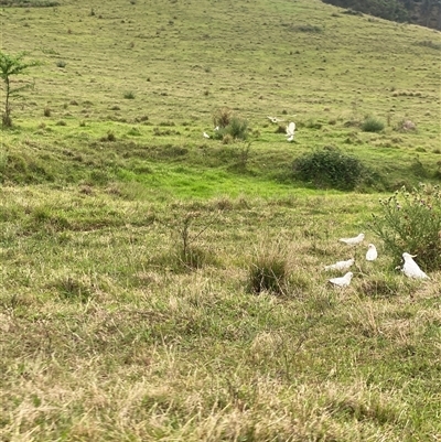 Cacatua galerita (Sulphur-crested Cockatoo) at Brownlow Hill, NSW - 14 Nov 2024 by elisebird