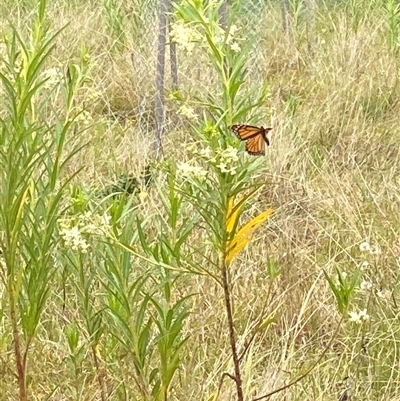 Unidentified Butterfly (Lepidoptera, Rhopalocera) at Brownlow Hill, NSW - 14 Nov 2024 by elisebird