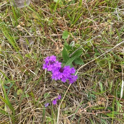 Verbena rigida at Brownlow Hill, NSW - 14 Nov 2024 by elisebird