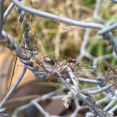 Unidentified Spider at Brownlow Hill, NSW - 14 Nov 2024 by elisebird