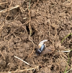 Unidentified Insect at Brownlow Hill, NSW - 14 Nov 2024 by elisebird