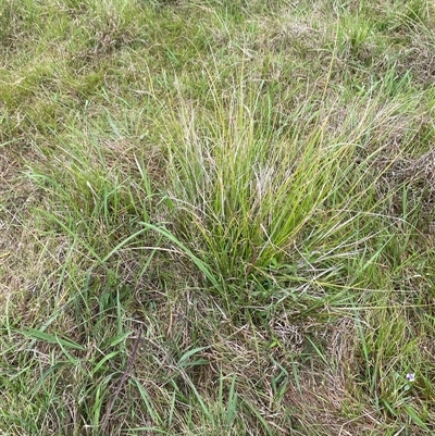 Carex longebrachiata at Brownlow Hill, NSW - 14 Nov 2024 by elisebird