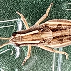 Phaulacridium vittatum (Wingless Grasshopper) at Gundaroo, NSW - 19 Nov 2024 by Gunyijan