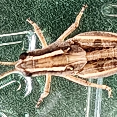 Phaulacridium vittatum (Wingless Grasshopper) at Gundaroo, NSW - 18 Nov 2024 by Gunyijan