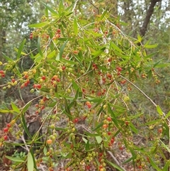 Leucopogon affinis (Lance Beard-heath) at Kangaroo Valley, NSW - 19 Nov 2024 by don@kerrigan.net