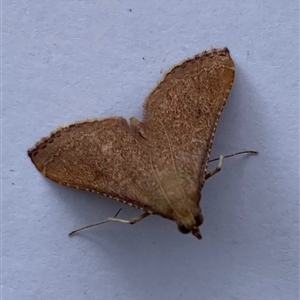 Endotricha pyrosalis at Curtin, ACT - 11 Nov 2024