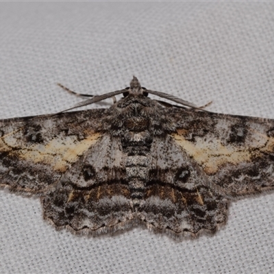 Cleora displicata (A Cleora Bark Moth (Boarmiini) at Jerrabomberra, NSW - 18 Nov 2024 by DianneClarke