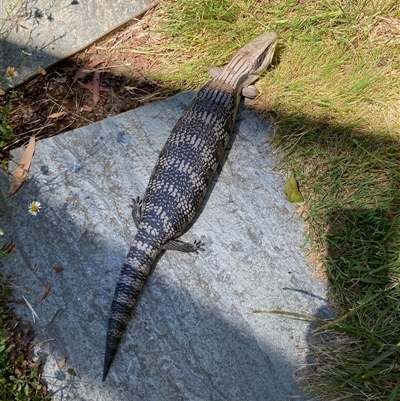 Tiliqua scincoides scincoides (Eastern Blue-tongue) at Curtin, ACT - 18 Nov 2024 by iancurtin