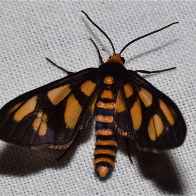 Amata (genus) (Handmaiden Moth) at Jerrabomberra, NSW - 18 Nov 2024 by DianneClarke