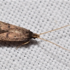 Lecithocera (genus) (A Gelechioid moth) at Jerrabomberra, NSW - 18 Nov 2024 by DianneClarke