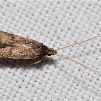 Lecithocera (genus) (A Gelechioid moth) at Jerrabomberra, NSW - 18 Nov 2024 by DianneClarke