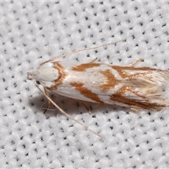 Oxythecta acceptella (Scat Moth) at Jerrabomberra, NSW - 18 Nov 2024 by DianneClarke