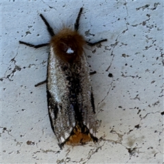 Epicoma contristis (Yellow-spotted Epicoma Moth) at Russell, ACT - 17 Nov 2024 by Hejor1