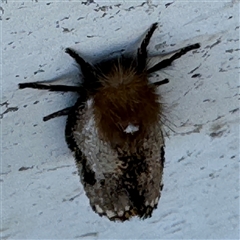 Epicoma contristis at Russell, ACT - 18 Nov 2024 07:59 AM