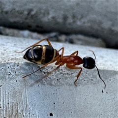 Camponotus consobrinus (Banded sugar ant) at Russell, ACT - 18 Nov 2024 by Hejor1