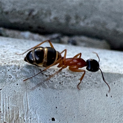 Camponotus consobrinus (Banded sugar ant) at Russell, ACT - 18 Nov 2024 by Hejor1