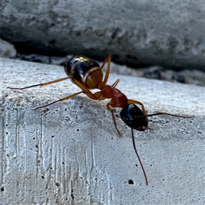 Camponotus consobrinus at Russell, ACT - 18 Nov 2024