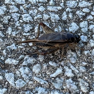 Lepidogryllus sp. (genus) at Russell, ACT - 18 Nov 2024