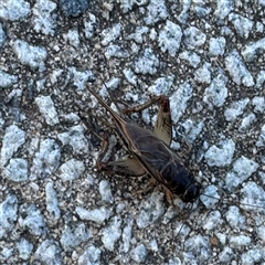 Lepidogryllus sp. (genus) at Russell, ACT - 18 Nov 2024