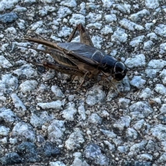 Lepidogryllus sp. (genus) at Russell, ACT - 18 Nov 2024