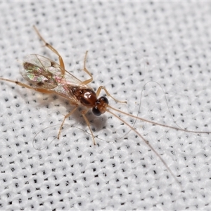 Braconidae (family) at Jerrabomberra, NSW - suppressed