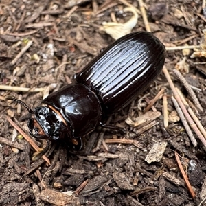 Aulacocyclus edentulus at Ainslie, ACT - 16 Nov 2024