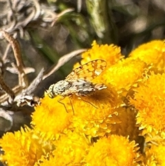 Austrotephritis pelia (Australian Fruit Fly) at Ainslie, ACT - 18 Nov 2024 by Pirom