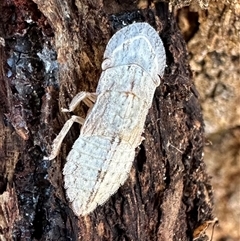 Ledromorpha planirostris (A leafhopper) at Ainslie, ACT - 18 Nov 2024 by Pirom