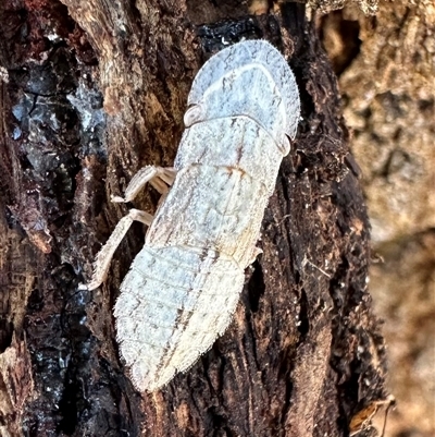 Ledromorpha planirostris (A leafhopper) at Ainslie, ACT - 18 Nov 2024 by Pirom