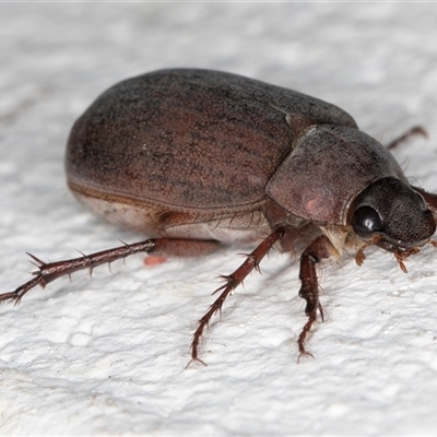 Sericesthis nigrolineata (Dusky pasture scarab) at Melba, ACT - 16 Nov 2024 by kasiaaus