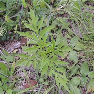 Bidens subalternans at Conder, ACT - 7 Jan 2024