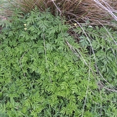 Bidens subalternans at Conder, ACT - 7 Jan 2024 06:17 PM