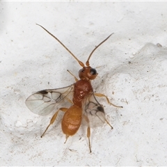 Phanerotoma sp. (genus) (A Braconid wasp) at Melba, ACT - 16 Nov 2024 by kasiaaus