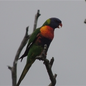 Trichoglossus moluccanus at Conder, ACT - 7 Jan 2024