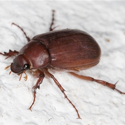 Sericesthis sp. (genus) (A cockchafer) at Melba, ACT - 16 Nov 2024 by kasiaaus