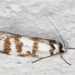 Philobota impletella Group (A concealer moth) at Melba, ACT - 16 Nov 2024 by kasiaaus