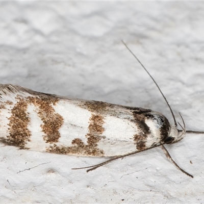 Philobota impletella Group (A concealer moth) at Melba, ACT - 16 Nov 2024 by kasiaaus